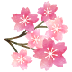 sakura